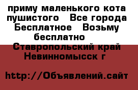 приму маленького кота пушистого - Все города Бесплатное » Возьму бесплатно   . Ставропольский край,Невинномысск г.